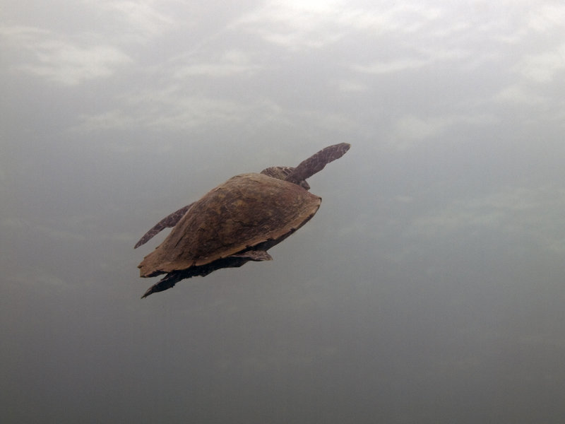 Turtle, Sibuan West